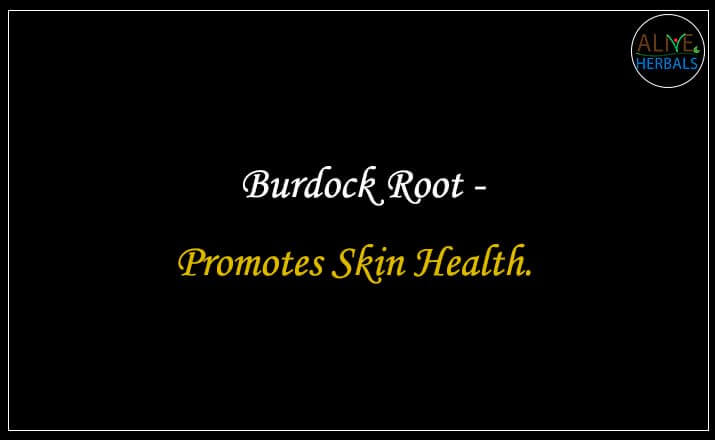 Burdock Root - Buy from the natural health food store