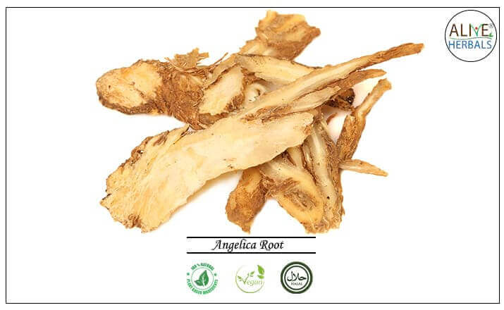 Angelica Root - Buy from the health food store