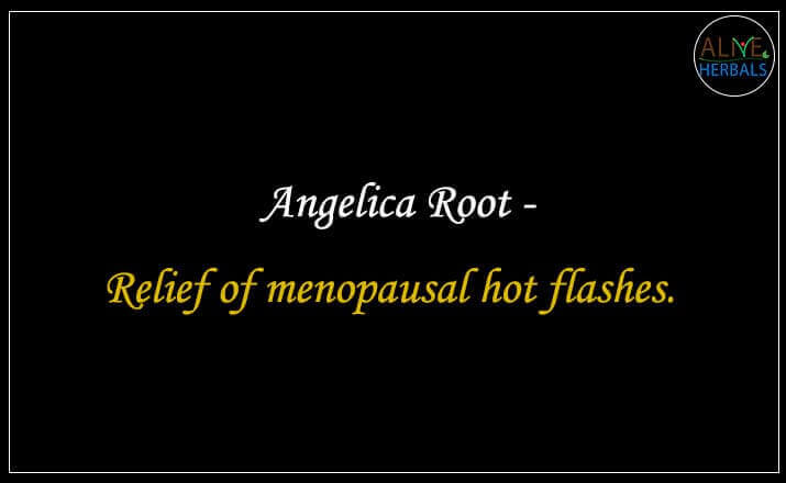 Angelica Root - Buy from the online herbal store