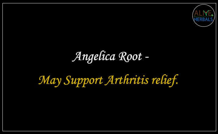 Angelica Root - Buy from the natural health food store