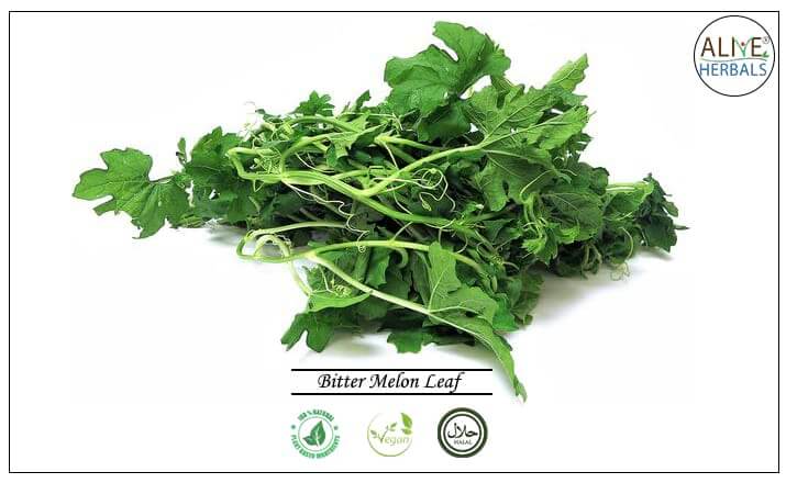 Bitter Melon Leaf - Buy from the health food store