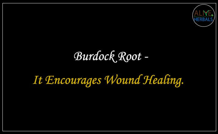 Burdock Root - Buy from the natural herb store