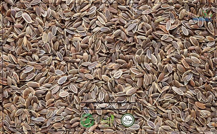 Dill Seeds - Buy at the Online Spice Store - Alive Herbals.