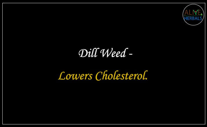 Dill Weed - Buy from the natural health food store