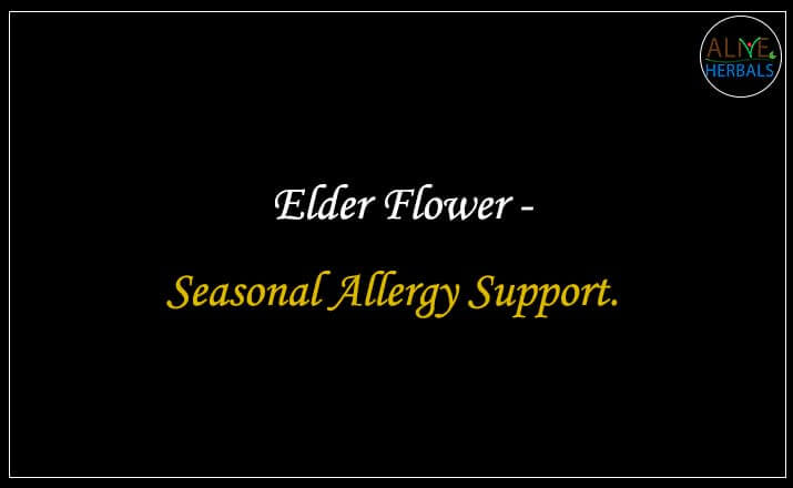 Elder Flower - Buy from the natural health food store