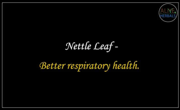 Nettle Leaf - Buy from the online herbal store