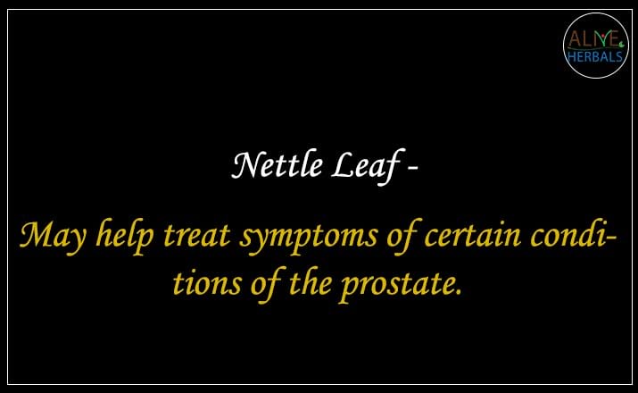 Nettle Leaf - Buy from the natural health food store
