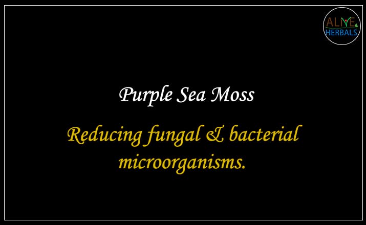 Purple Sea Moss - Buy from the online herbal store