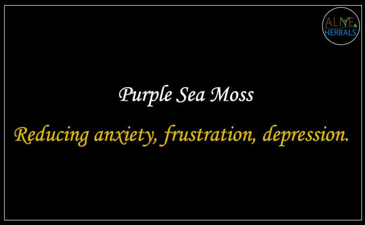 Purple Sea Moss - Buy from the natural health food store