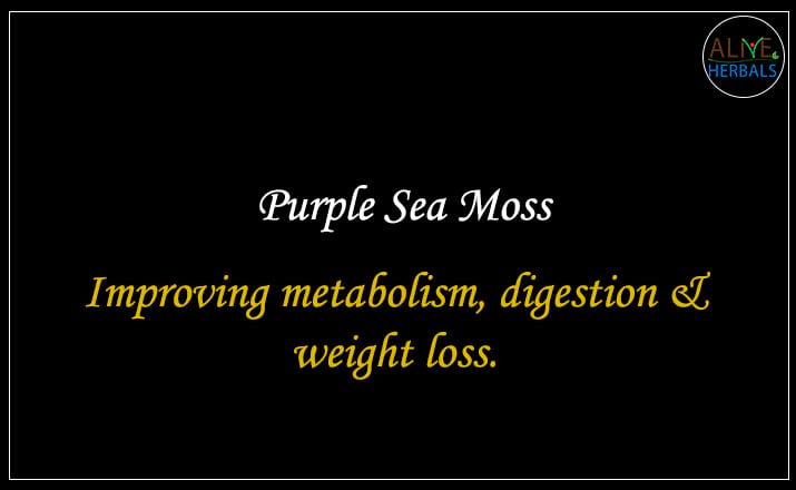 Purple Sea Moss - Buy from the natural herb store