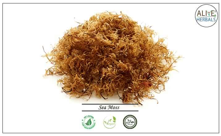 Sea Moss - Buy at the Online Herbs Store at Brooklyn, NY, USA - Alive Herbals.