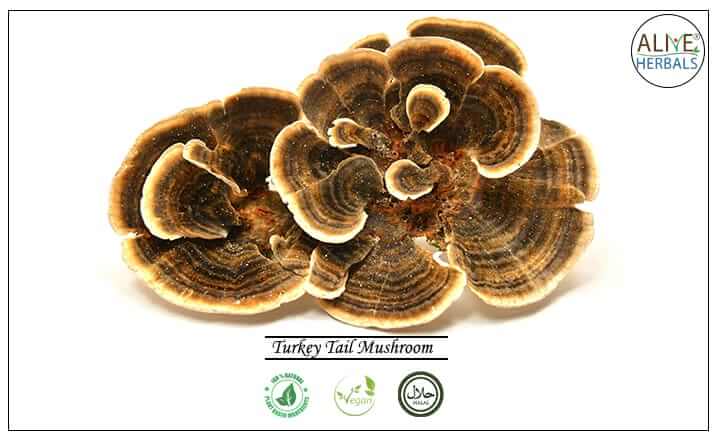 Turkey Tail Mushroom - Buy from the health food store