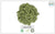 Mugwort Herb - Alive Herbals